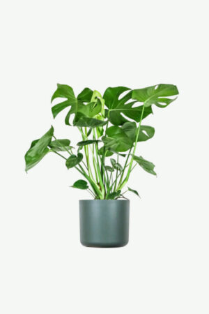 plants-ecommerce-product-featured-img-14 Monstera Deliciosa