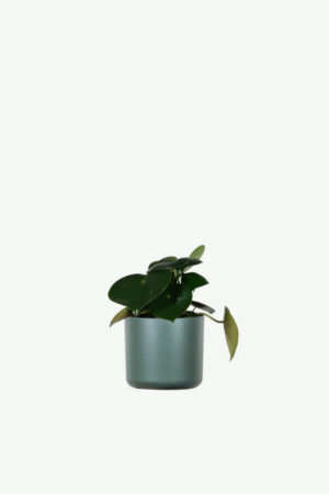 plants-ecommerce-product-featured-img-5 Hoya Obovatum