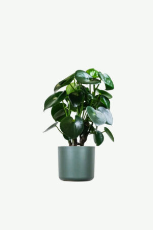 plants-ecommerce-product-featured-img-6 Ficus Decora Cabernet
